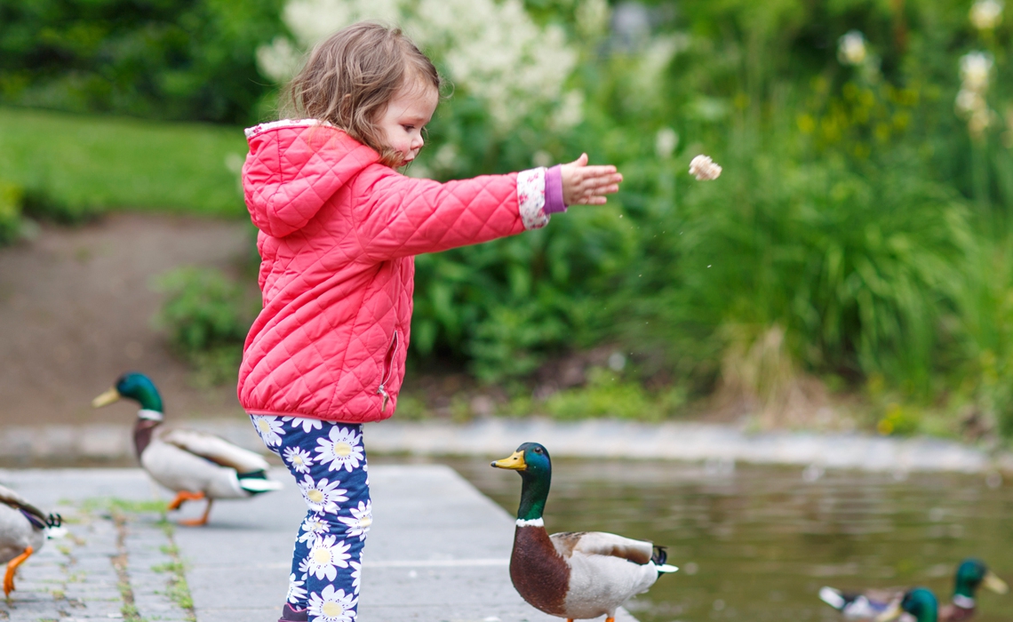 feedingducks